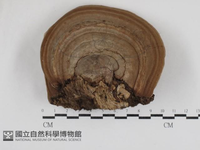 靈芝屬藏品圖，第1張