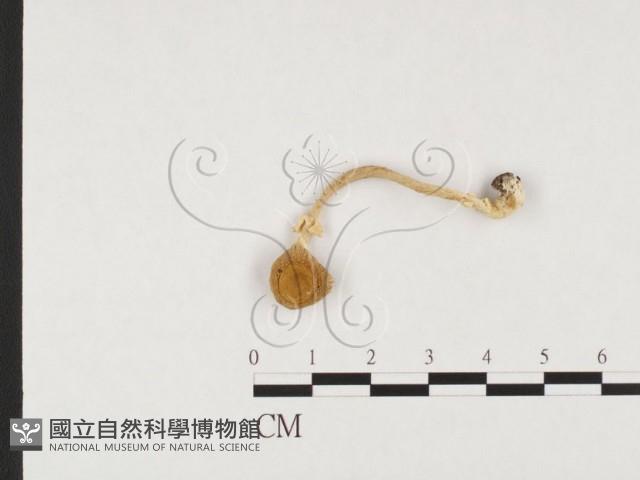 鵝膏屬藏品圖，第1張