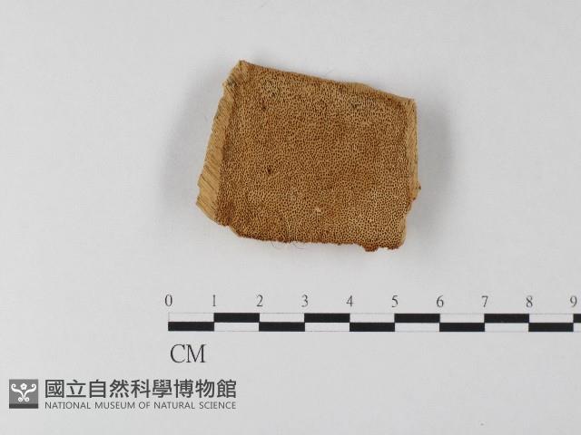 登錄號:F0006805藏品圖，第1張