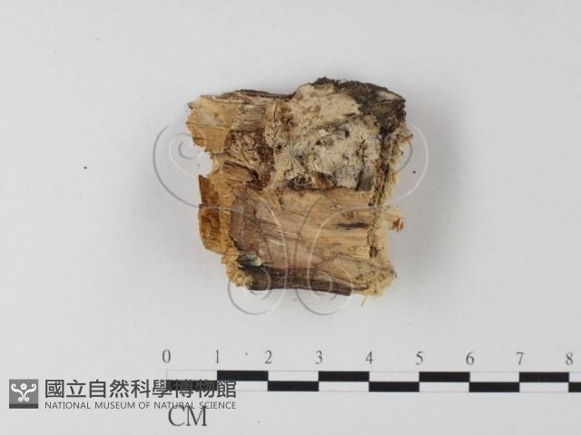 登錄號:F0021805藏品圖，第1張