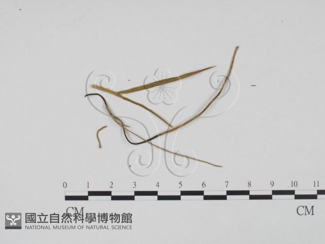 登錄號:F0011805藏品圖，第1張