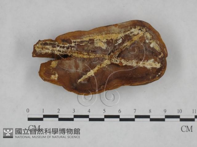 登錄號:F0024805藏品圖，第1張