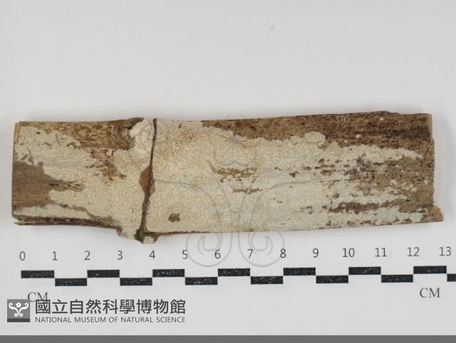 登錄號:F0034805藏品圖，第1張