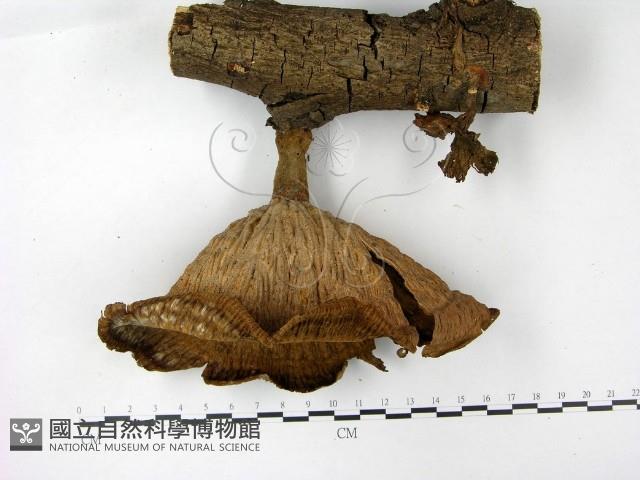 優雅波邊革菌藏品圖，第1張