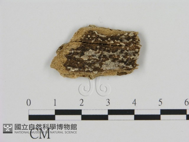 登錄號:F0002805藏品圖，第1張