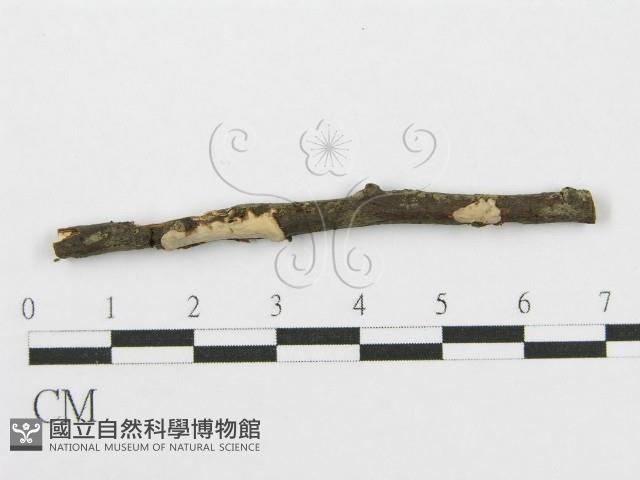 筍殼菌屬藏品圖，第1張