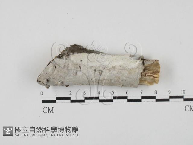 多年臥孔菌屬藏品圖，第1張