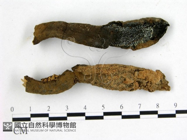 假芝屬藏品圖，第1張