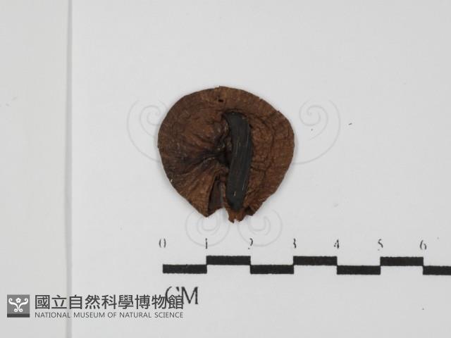 登錄號:F0025805藏品圖，第1張