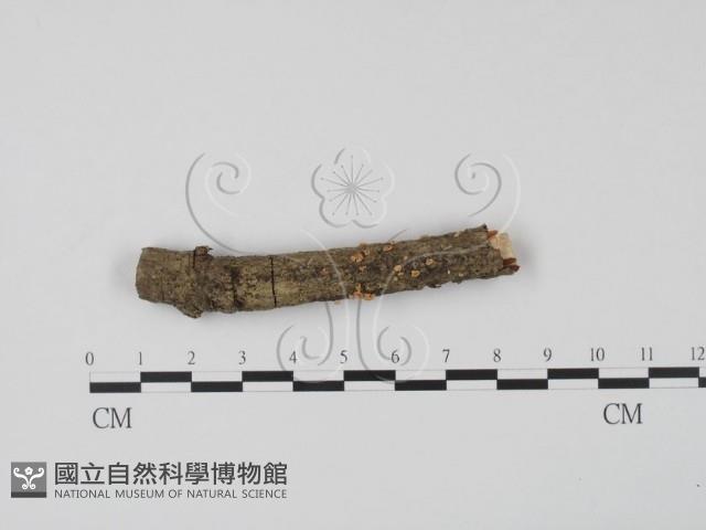 登錄號:F0013805藏品圖，第1張