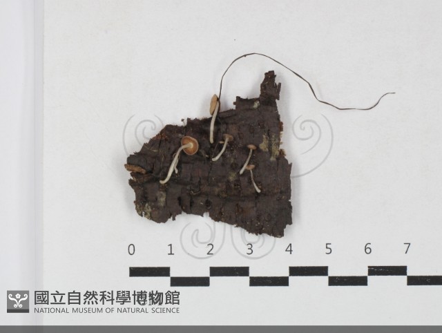 登錄號:F0033805藏品圖，第1張