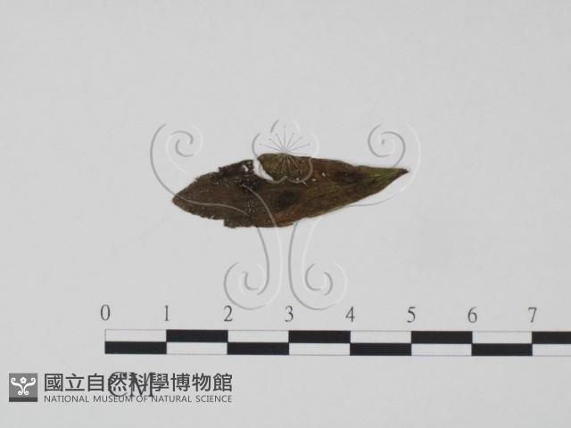 登錄號:F0018905藏品圖，第1張