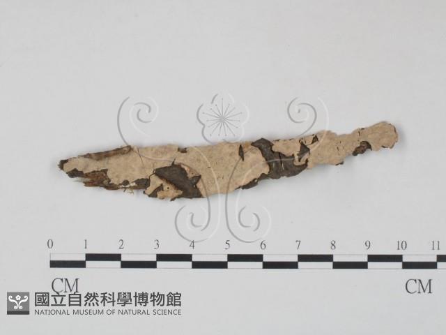 筍殼菌屬藏品圖，第1張