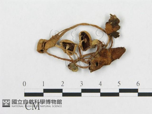 登錄號:F0010905藏品圖，第1張