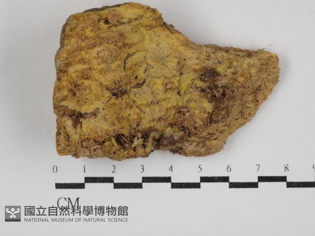 白邊黃孔菌藏品圖，第1張