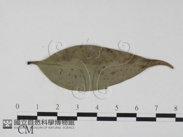 登錄號:F0016905藏品圖，第1張