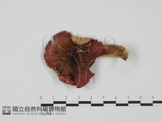 紅菇屬藏品圖，第1張