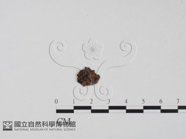 登錄號:F0001905藏品圖，第1張