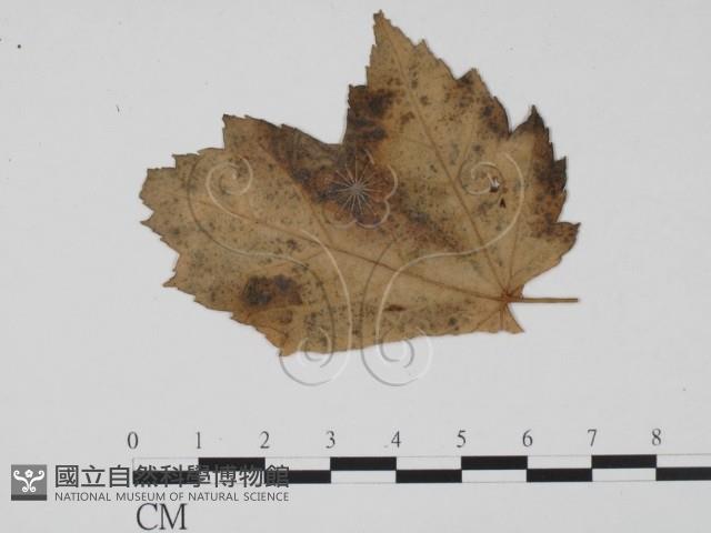 登錄號:F0011905藏品圖，第1張
