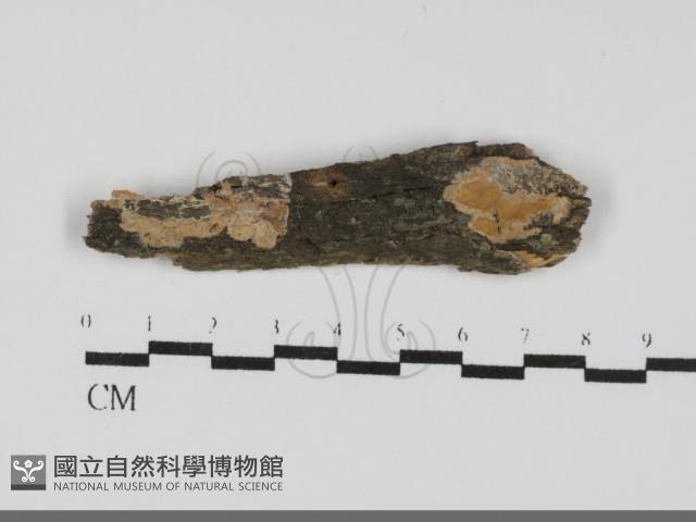 登錄號:F0031905藏品圖，第1張