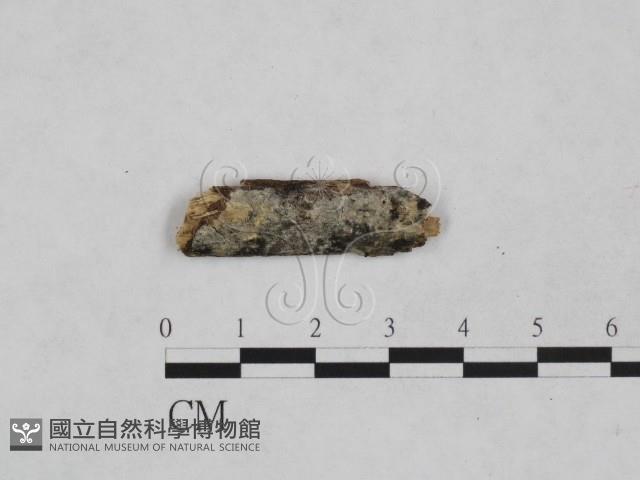 射脈菌屬藏品圖，第1張