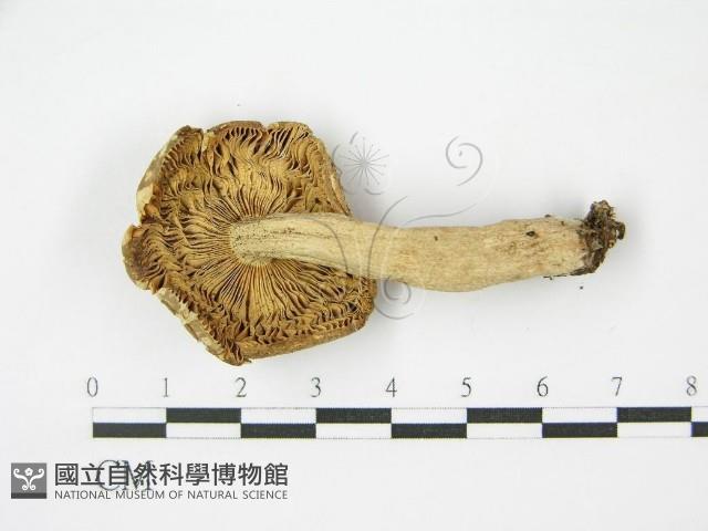 登錄號:F0004905藏品圖，第1張