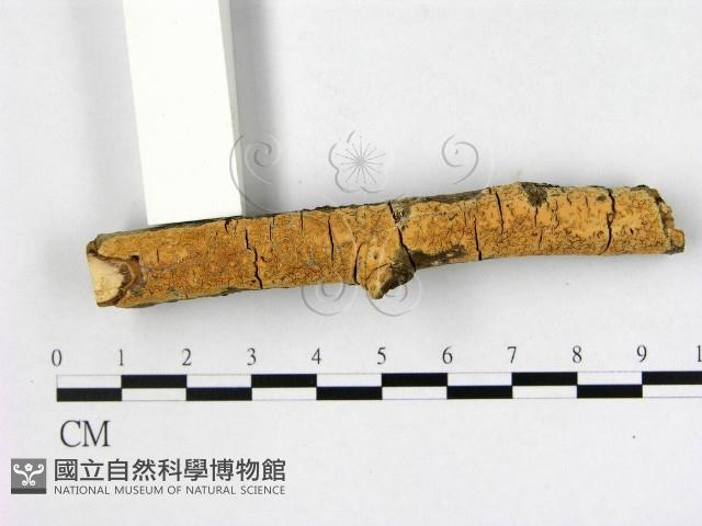 登錄號:F0014905藏品圖，第1張