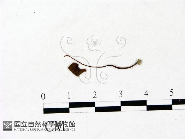 登錄號:F0022905藏品圖，第1張