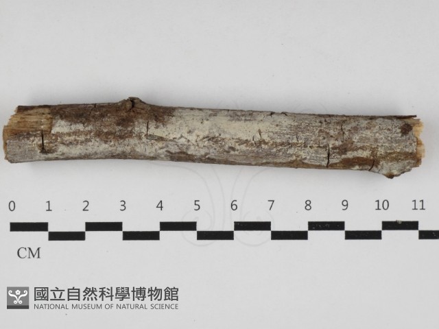 登錄號:F0032905藏品圖，第1張