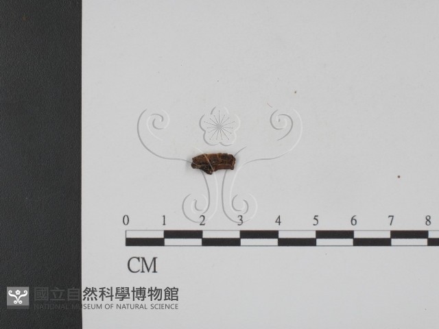 登錄號:F0007905藏品圖，第1張
