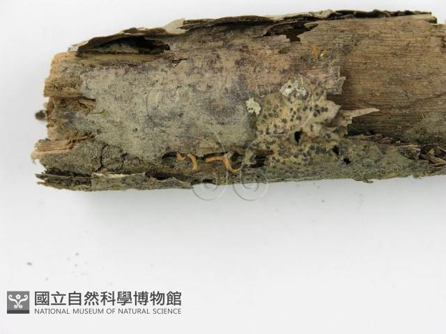 登錄號:F0017905藏品圖，第1張
