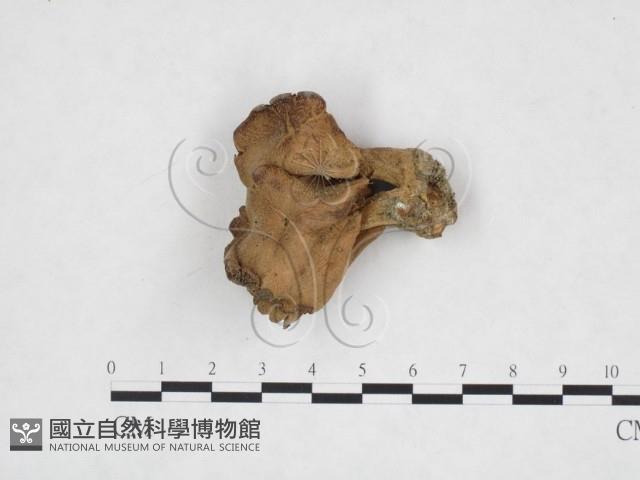 登錄號:F0025905藏品圖，第1張