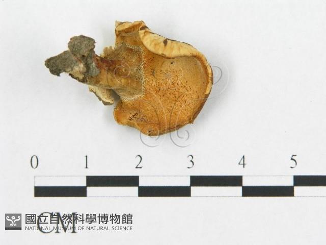 登錄號:F0005905藏品圖，第1張