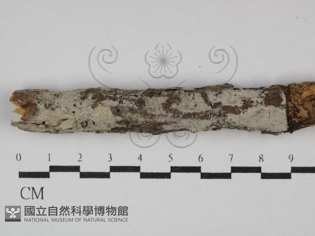 顯絲菌屬藏品圖，第1張