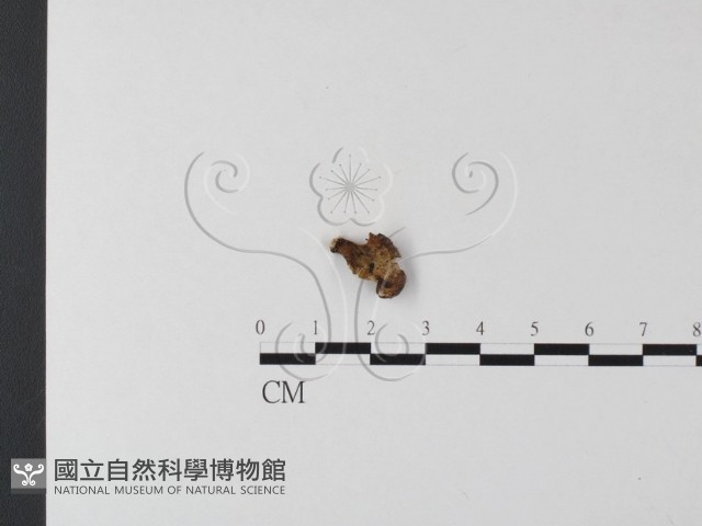 銳孔菌屬藏品圖，第1張