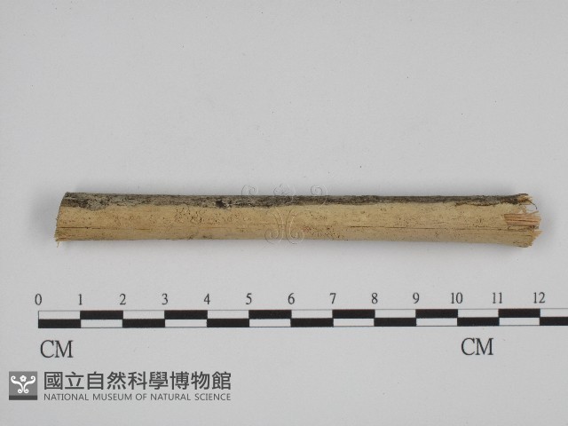 叉絲革菌屬藏品圖，第1張