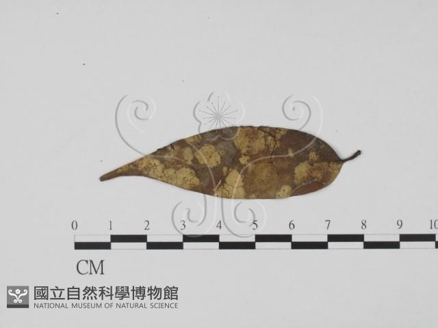 登錄號:F0013905藏品圖，第1張