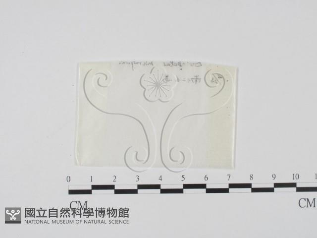 登錄號:F0000605藏品圖，第1張