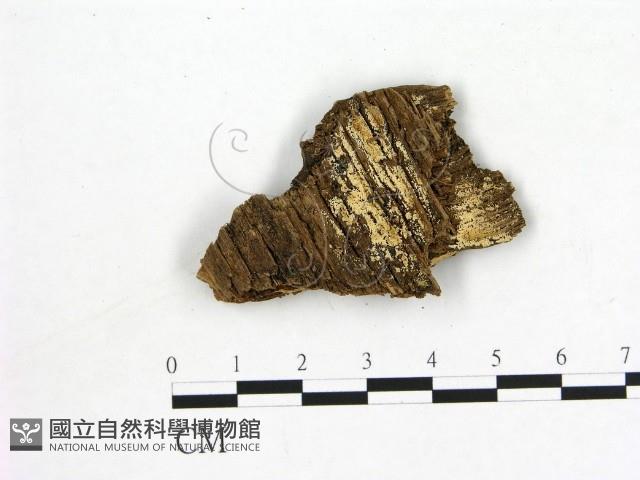 登錄號:F0010605藏品圖，第1張