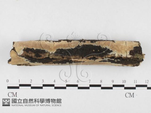 登錄號:F0026605藏品圖，第3張