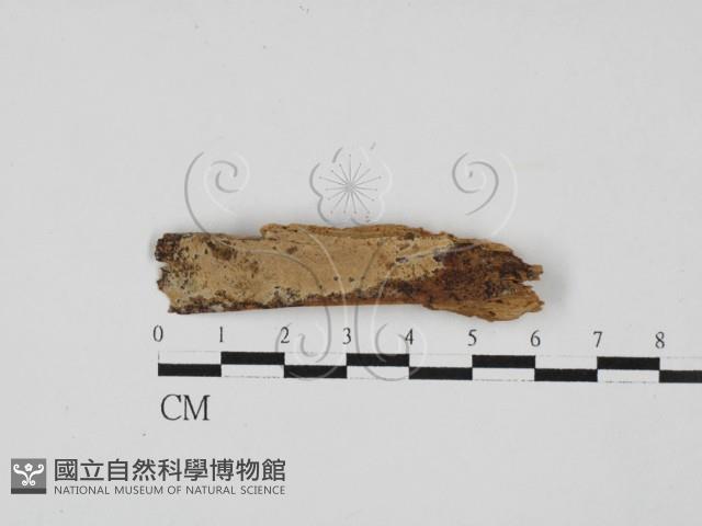 登錄號:F0016605藏品圖，第1張