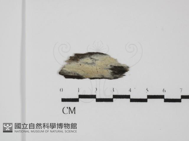 登錄號:F0031605藏品圖，第1張