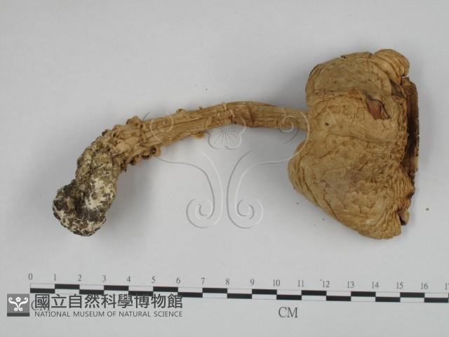 登錄號:F0024605藏品圖，第1張