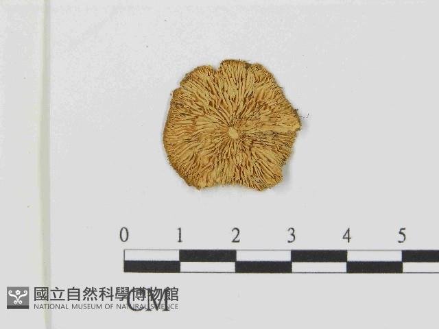 登錄號:F0014605藏品圖，第1張