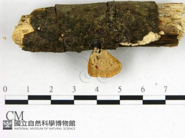 多孔菌屬藏品圖，第1張