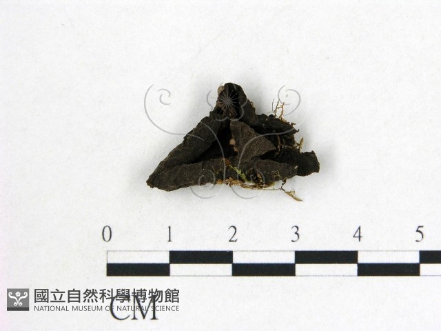 木耳藏品圖，第1張