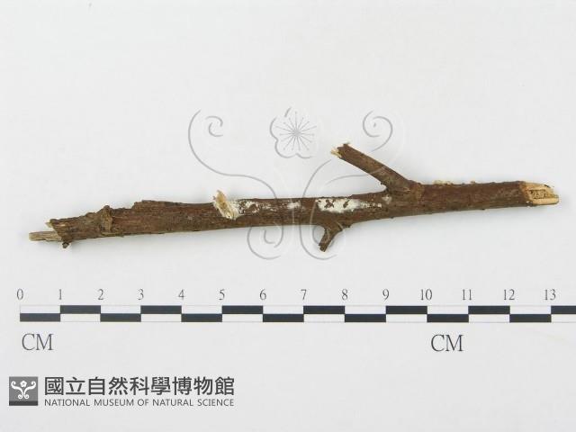 登錄號:F0012605藏品圖，第1張