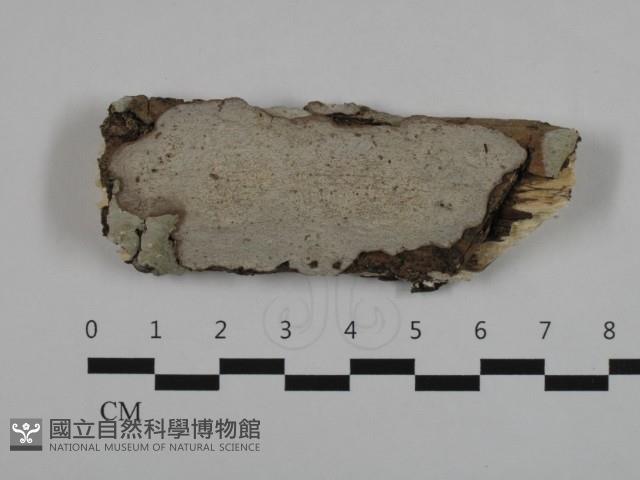 登錄號:F0032605藏品圖，第1張