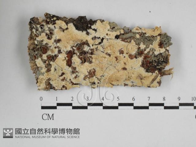 登錄號:F0027605藏品圖，第1張