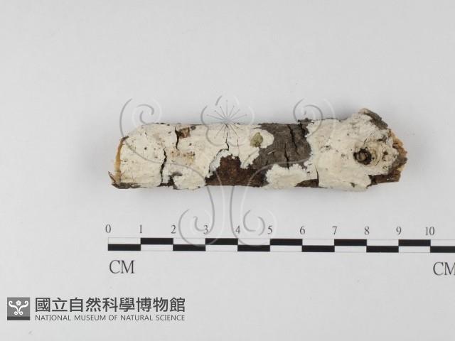 登錄號:F0025605藏品圖，第1張